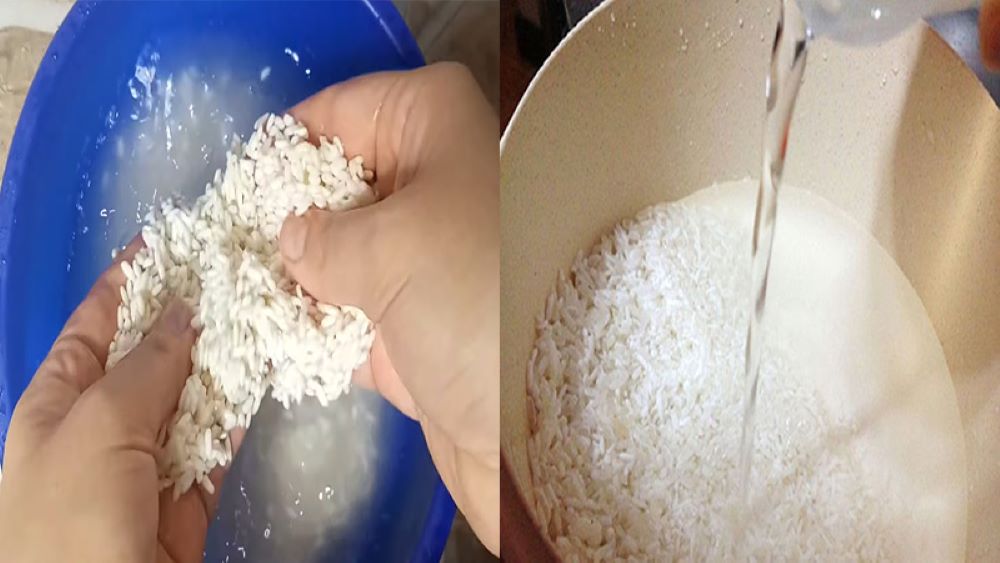 Cách nấu xôi lá dứa bằng nồi cơm điện màu đẹp dẻo ngon 3 Vo và ngâm gạo nếp trước khi nấu xôi lá dứa bằng nồi cơm điện (Nguồn: Internet)